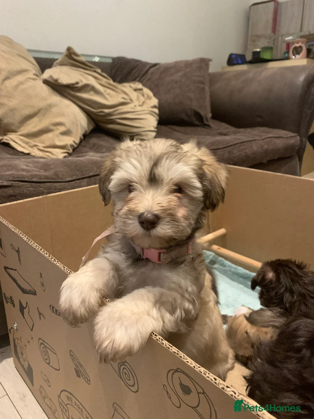 Miniature Schnauzer dogs for sale: Stunning Rare Parti-colour Miniature Schnauzer’s - Advert 7