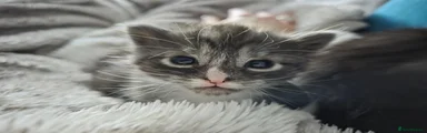Mixed Breed Kitten 2