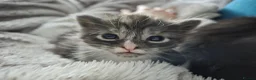 Mixed Breed cats for sale: Gorgeous long haired kittens - Advert 7