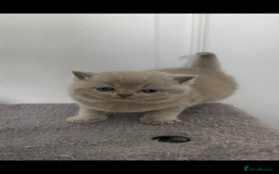 British Shorthair cats for sale: 🔥 BRITISH SHORTHAIR KITTENS BLUE BLACK LILAC CHOC - Image 12