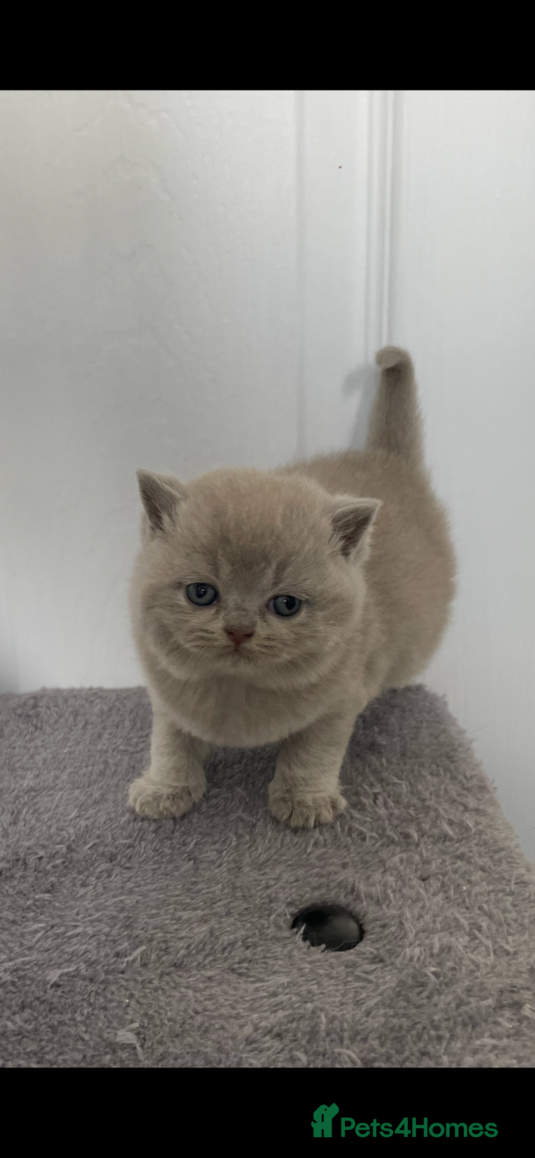 British Shorthair cats for sale: 🔥 BRITISH SHORTHAIR KITTENS BLUE BLACK LILAC CHOC - Image 12