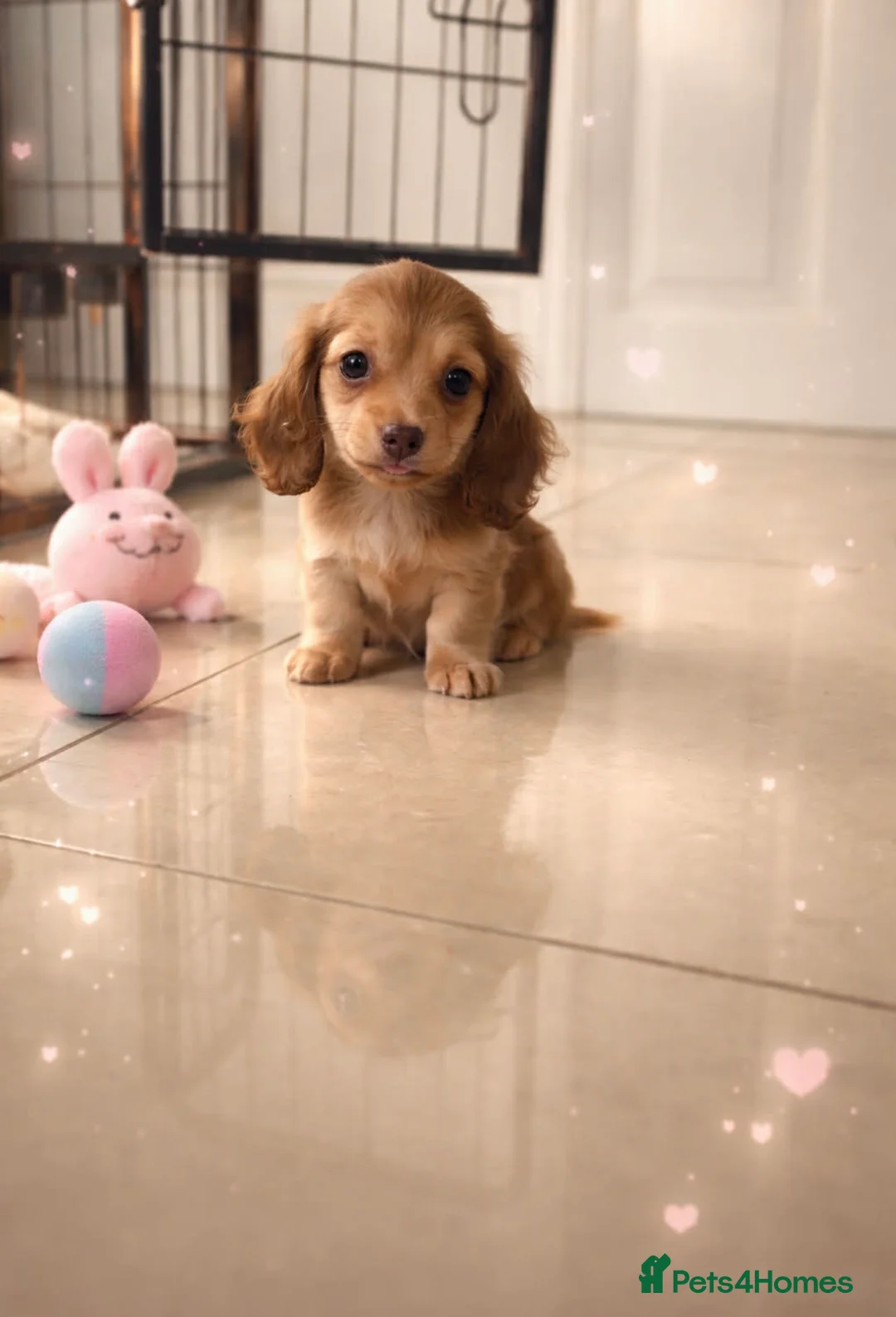 Miniature Dachshund dogs for sale: Mini long dachshund  in Castleford - Advert 1