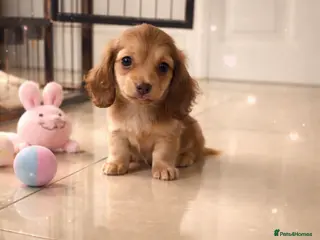 Miniature Dachshund dogs Mini long dachshund - Advert 1
