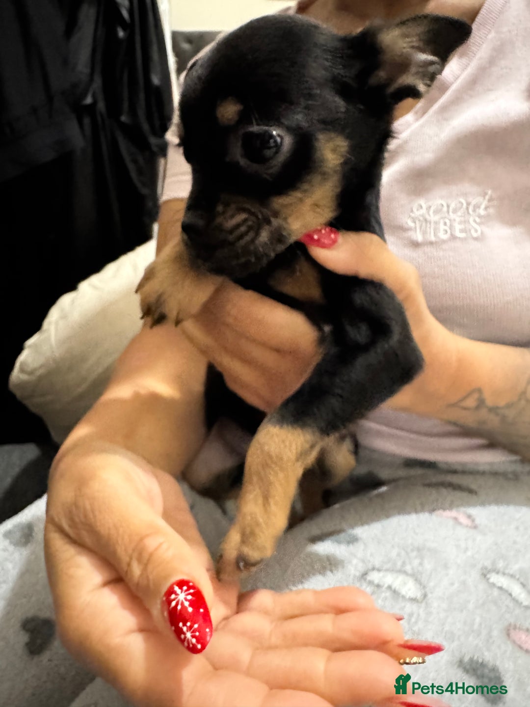 Mixed Breed dogs for sale: Shih tzu/3/4 French bulldog -1/4 Stafford  - Advert 2