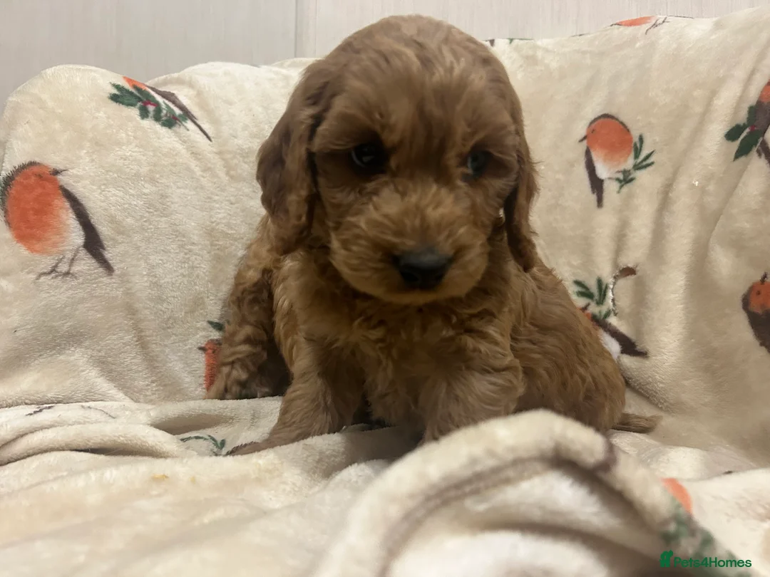 Cockapoo dogs for sale: Beautiful Red Cockerpoo Puppies - Advert 15