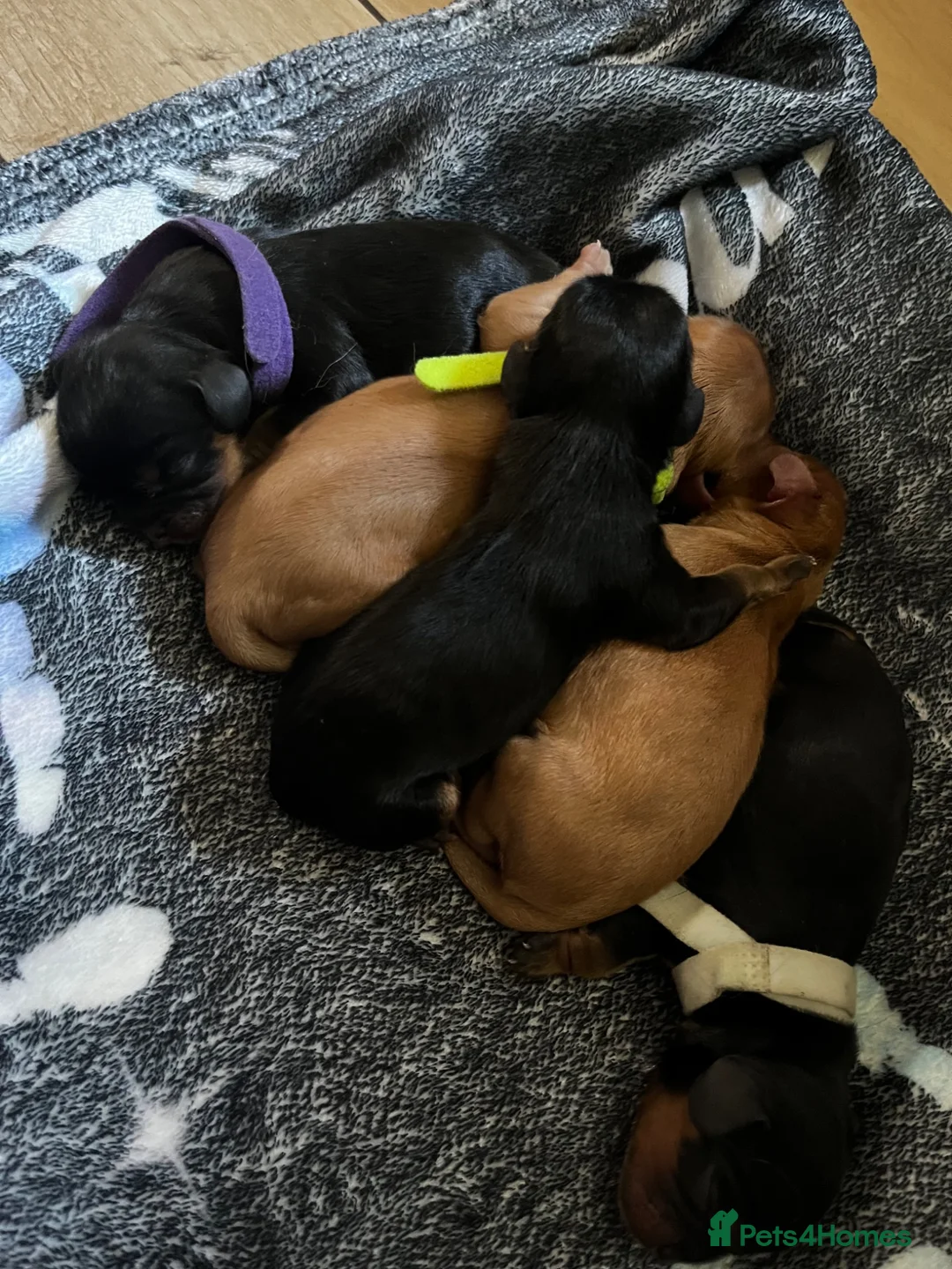 Cavalier King Charles Spaniel dogs for sale: 5 beautiful cavalier puppies - KC registered - Advert 2