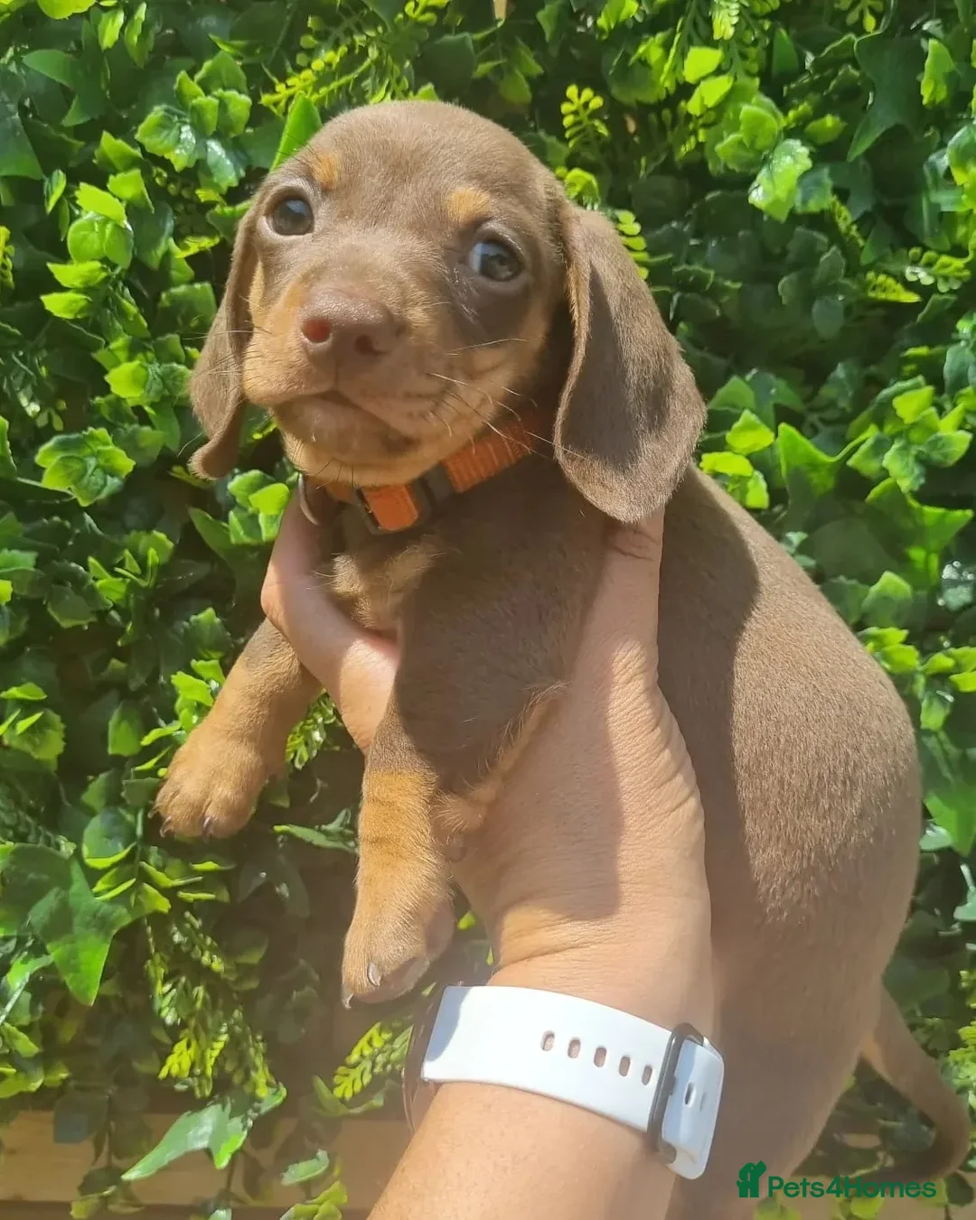 Miniature Dachshund dogs for stud: **RogueRoyales Hennessy** PRA Clear Isabella & Tan in Wolverhampton - Advert 24
