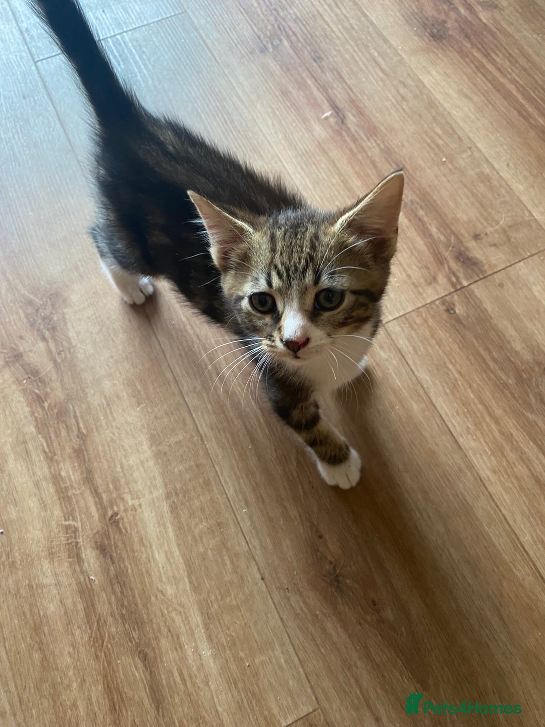 British Longhair cats for sale: Gorgeous boy kitten  - Image 4