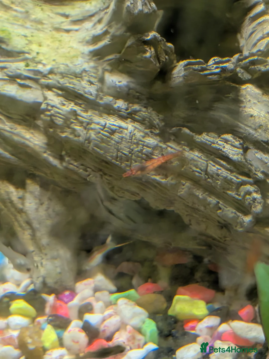 Shrimps fish for sale: Young Red cherry shrimp  - Advert 5