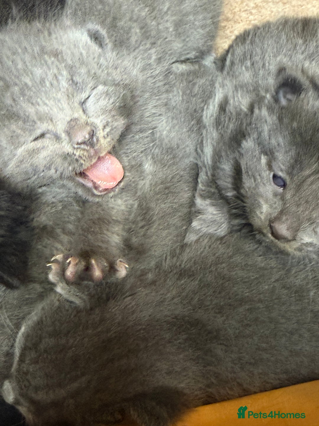 British Shorthair cats for sale: The cutest British Shorthair Grey Kittens  - Advert 3