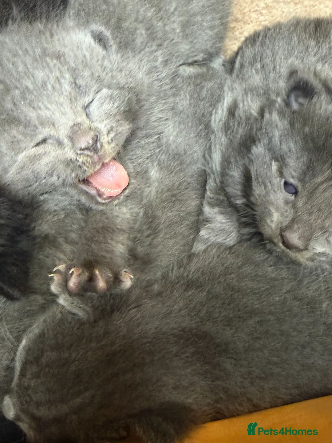 British Shorthair cats for sale: Our British Shorthair Grey Kittens  - Advert 2
