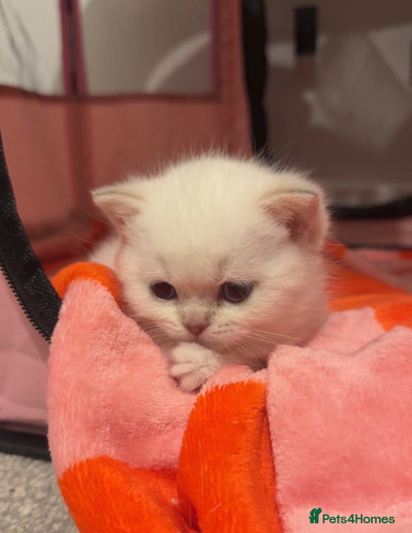 British Shorthair cats Fluffy BSH kittens (PRICE NEGOTIABLE) - Advert 16