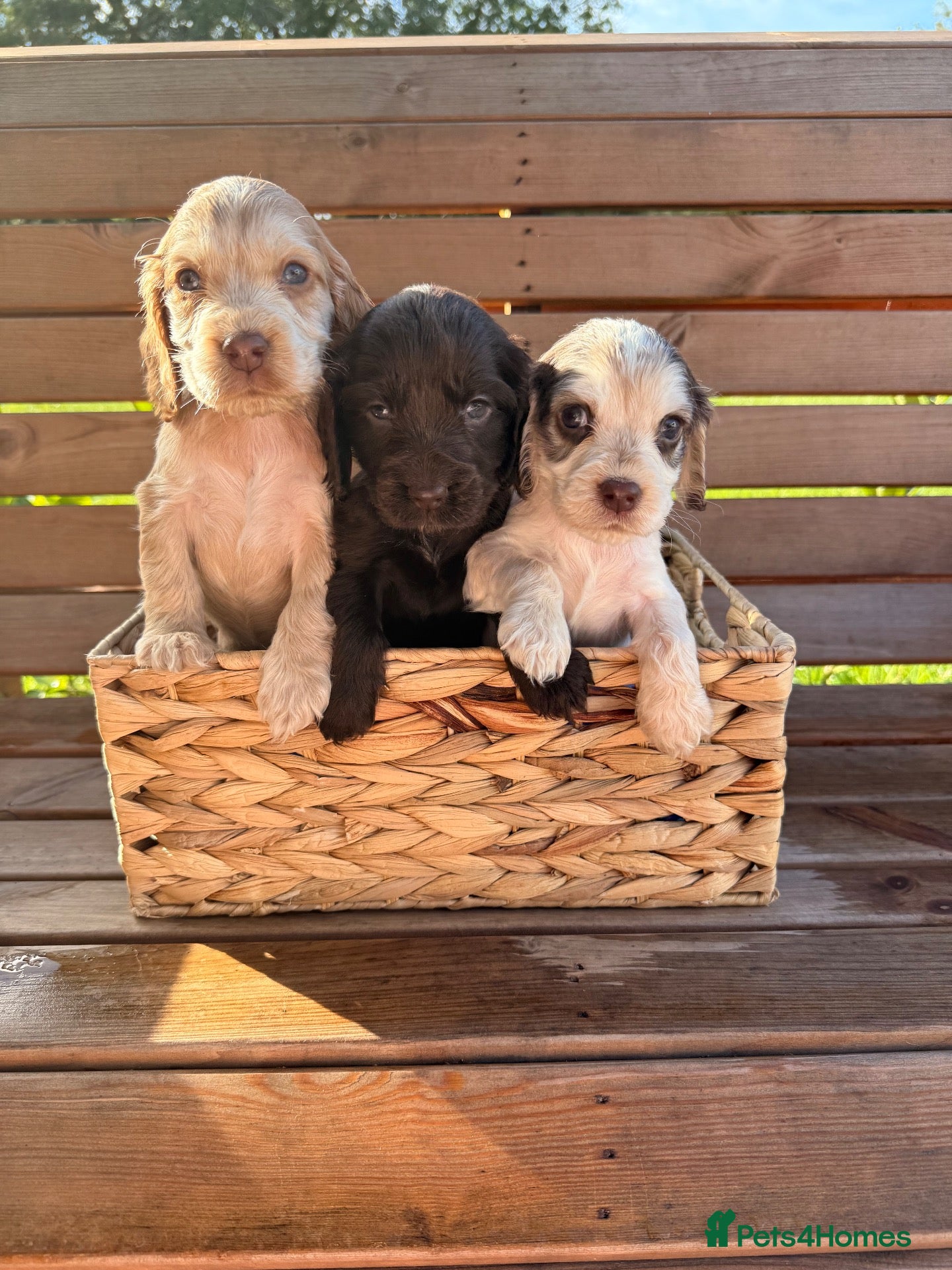 Cocker Spaniel dogs Kc reg Show type cocker spaniels  - Advert 11