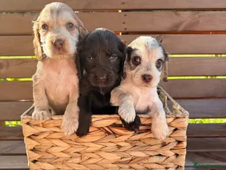 Cocker Spaniel dogs Kc reg Show type cocker spaniels - Advert 11