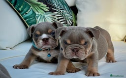 English Bulldog dogs for sale: Champion Bloodlines KC British Bulldogs - Image 17