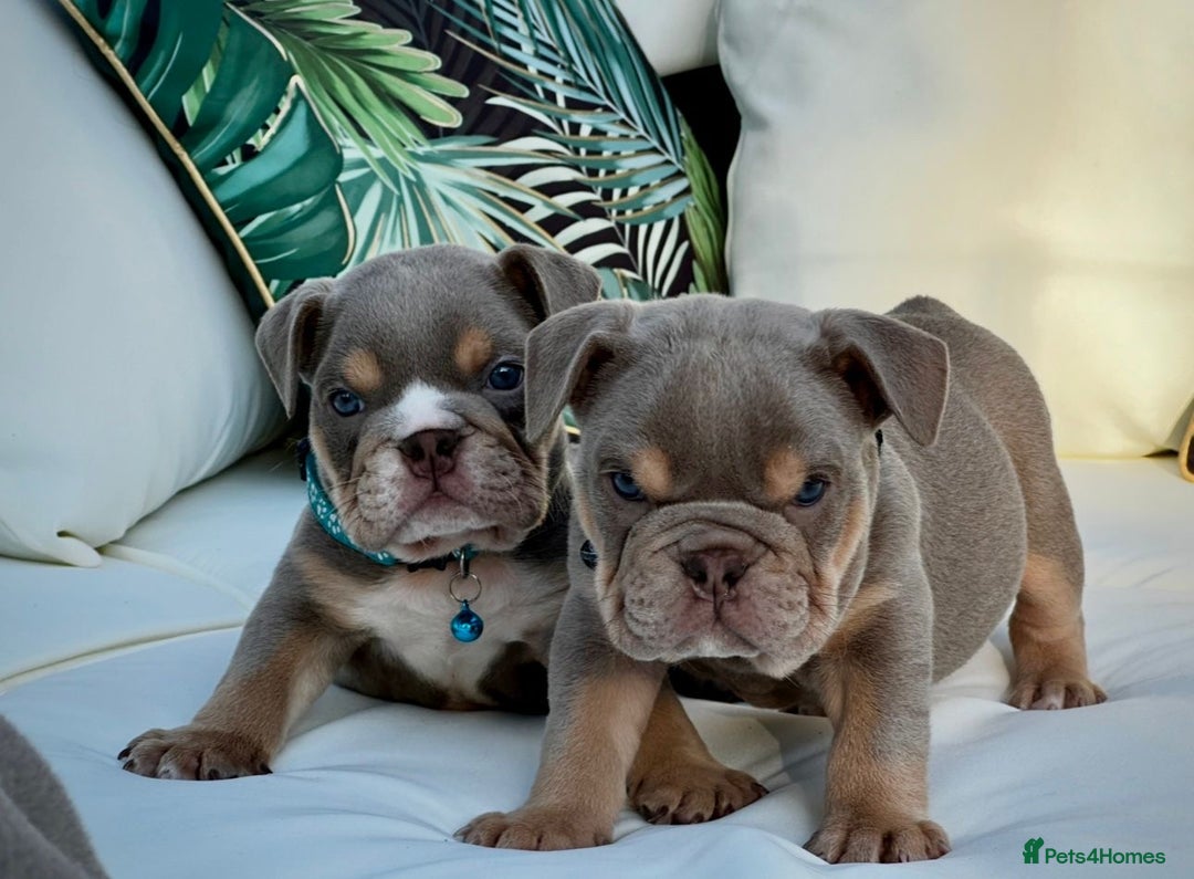 English Bulldog dogs for sale: Champion Bloodlines KC British Bulldogs - Image 17