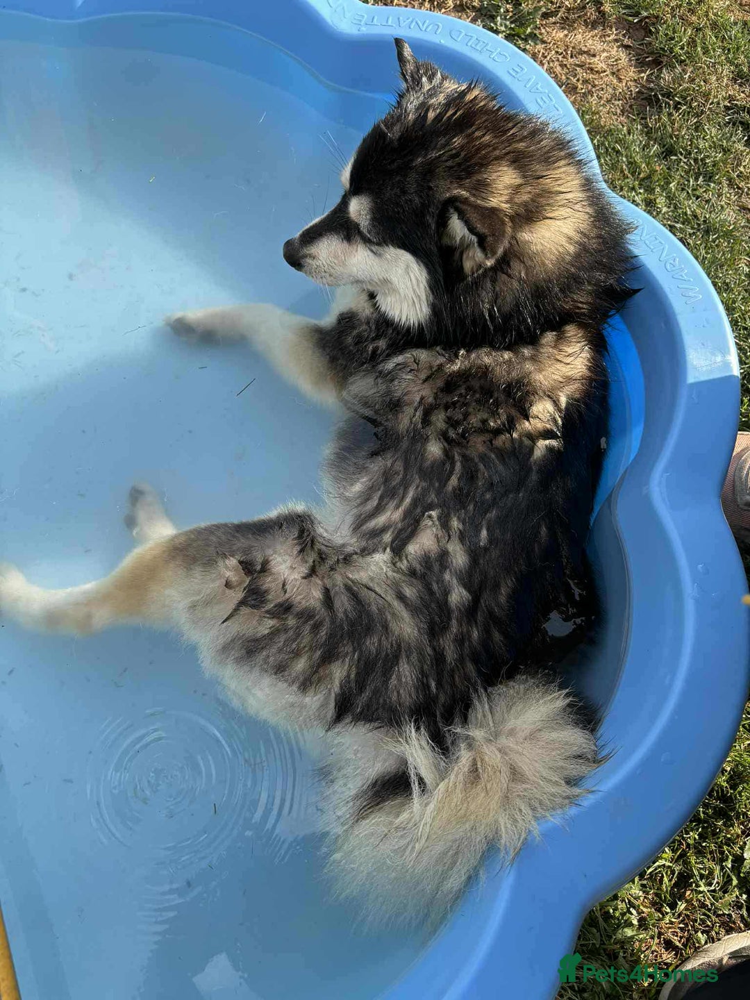 Pomsky dogs for sale: Very Tiny F4 Pomskys  - Image 5