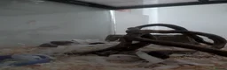 Mouse rodents for sale: 3 lovely female mice - Advert 2