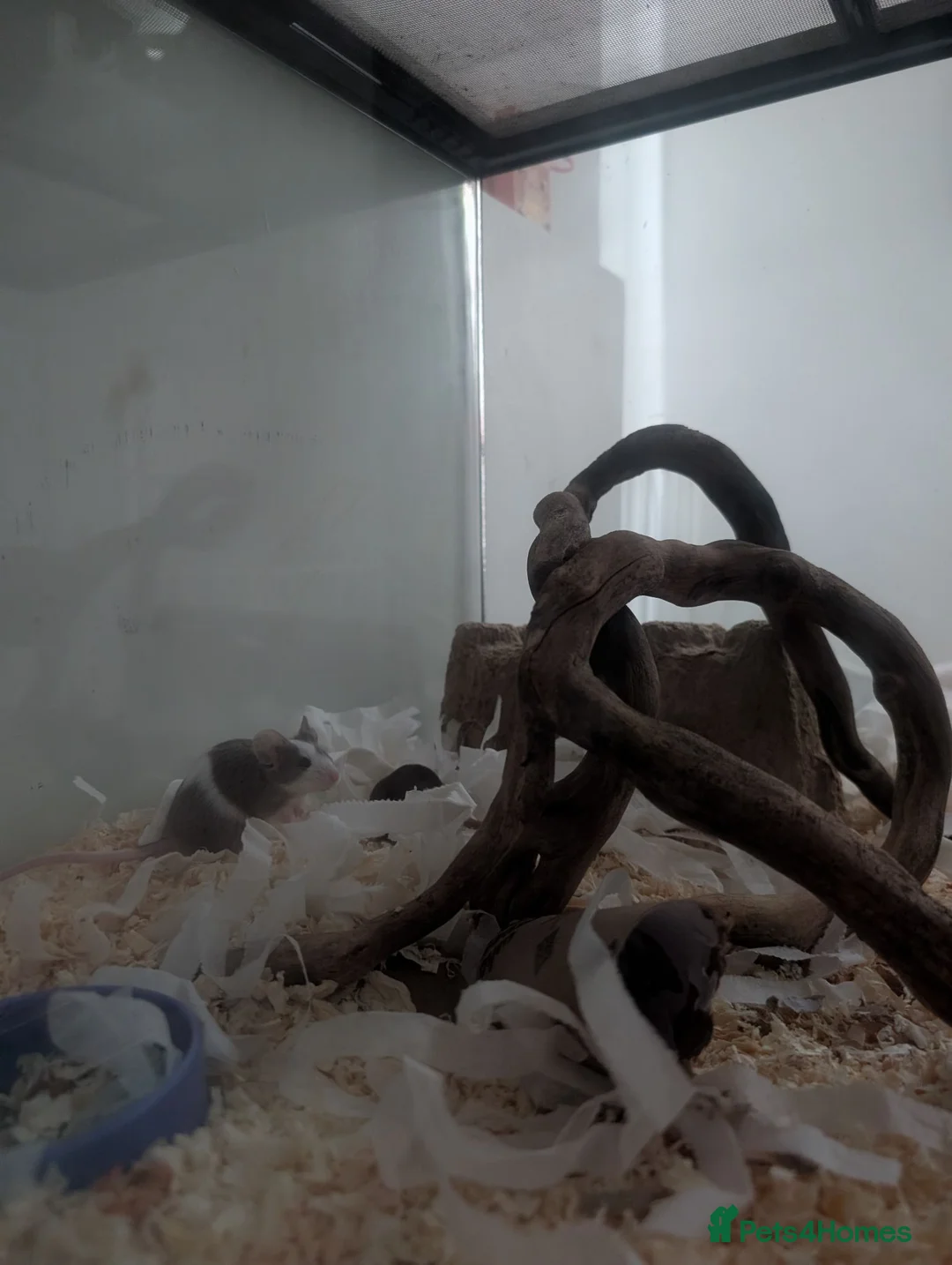 Mouse rodents for sale: 3 lovely female mice - Advert 2