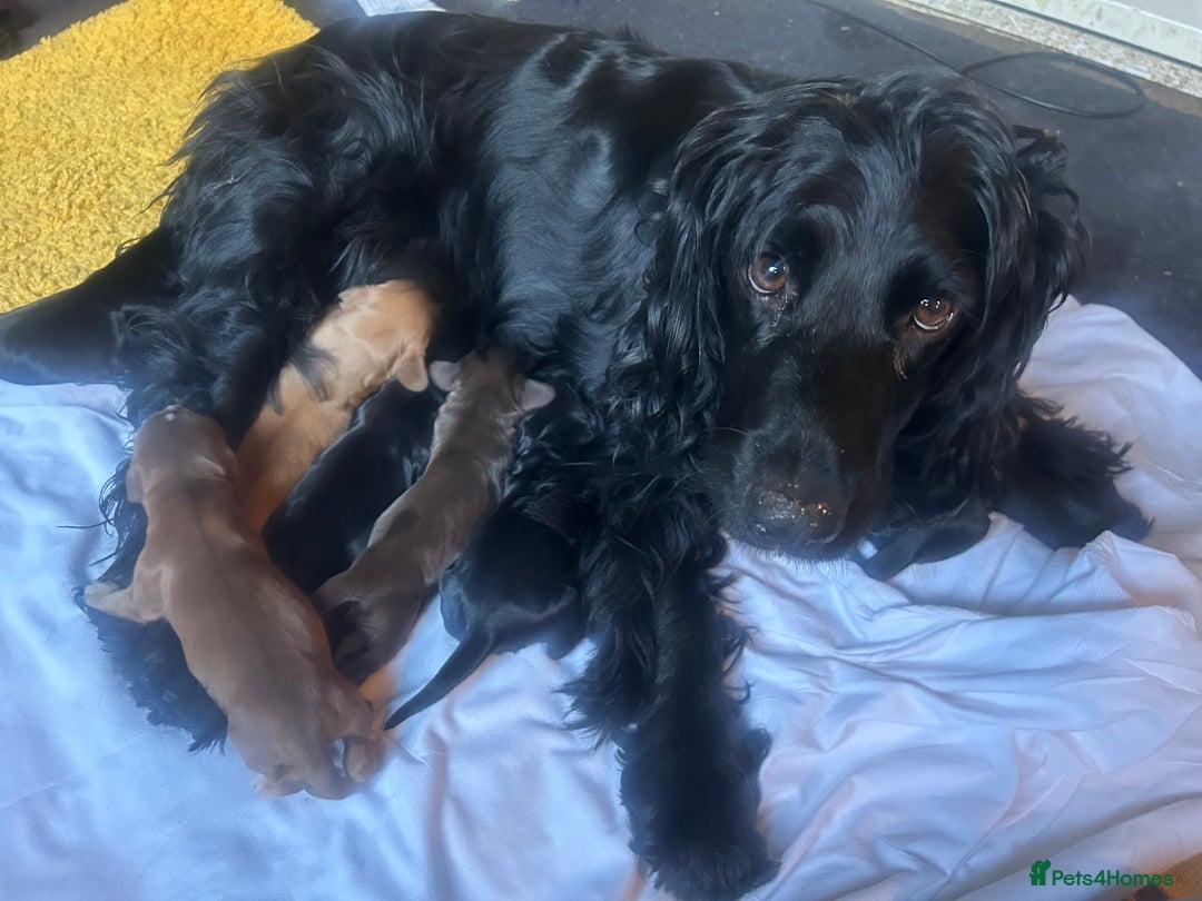 Cocker Spaniel dogs for sale: Cocker spaniel puppies - Image 4