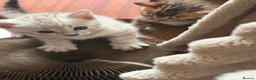Bengal cats for sale: Beautiful Bengal Kittens – Ready Soon 🐾 in London - Advert 9