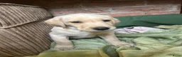 Labrador Retriever dogs for sale: Stunning Labrador puppies for sale - Advert 3