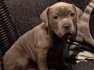 Staffordshire Bull Terrier dogs Beautiful Staffordshire Bull Terrier puppies - Advert 14