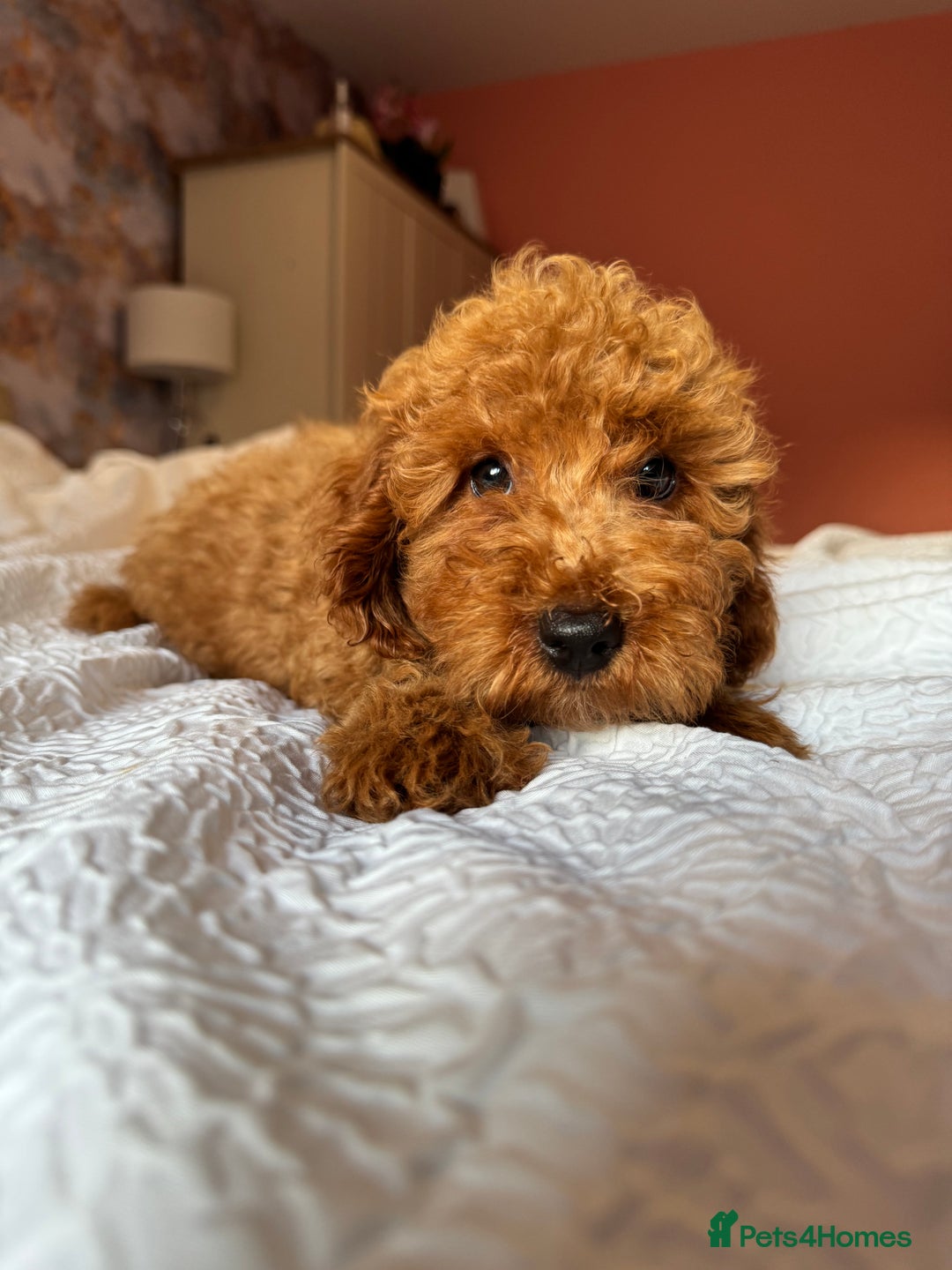 Cockapoo dogs for sale: Adorable cockapoo puppies  - Image 3