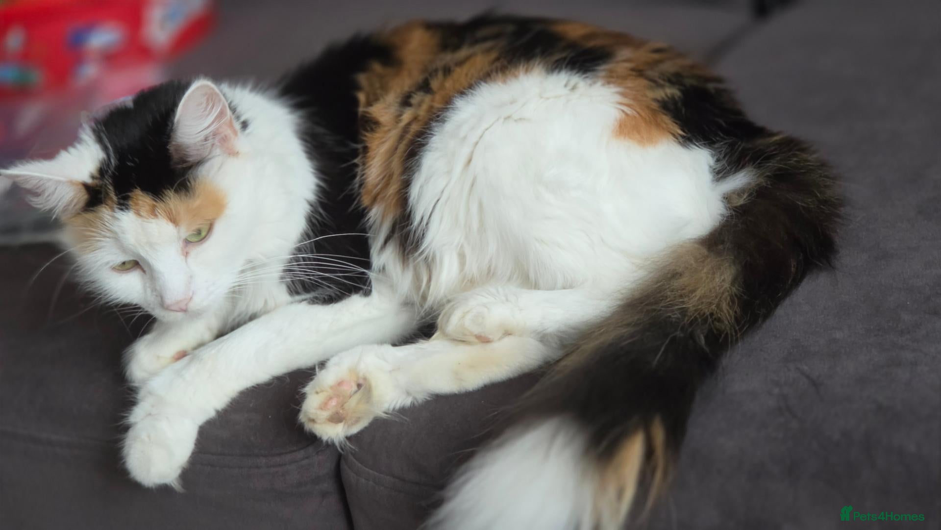 Mixed Breed cats for sale: 3 Beautiful Fluffy Kittens Looking for Homes - Advert 2