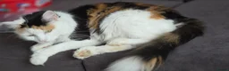 Mixed Breed cats for sale: 3 Beautiful Fluffy Kittens Looking for Homes - Advert 2