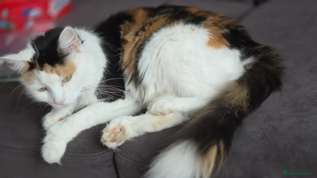 Mixed Breed cats for sale: 3 Beautiful Fluffy Kittens Looking for Homes - Advert 2