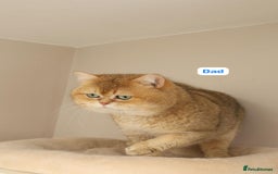 British Shorthair cats for sale: GCCF High Quality BritishShorthair last 2 left - Image 8