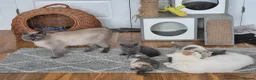 British Shorthair cats for sale: Ready! From GCCF parents with champions in line - Advert 22