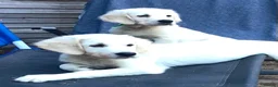 Golden Retriever dogs for sale: Klaus - Advert 5