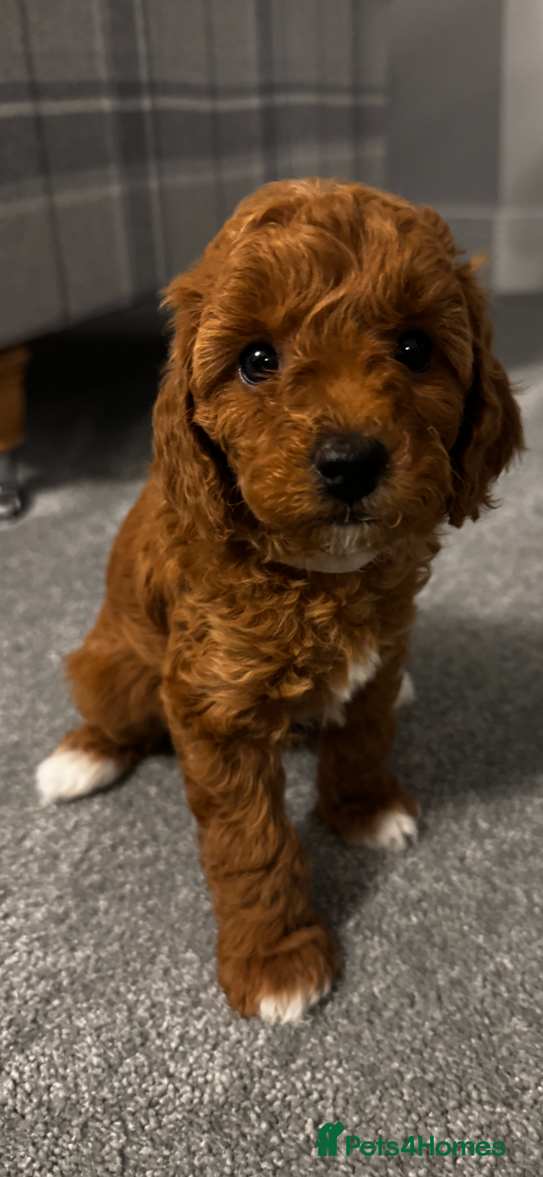 Cavapoochon dogs for sale: CAVAPOOCHON PUPPIES - ONLY 1 BOY LEFT - Advert 2