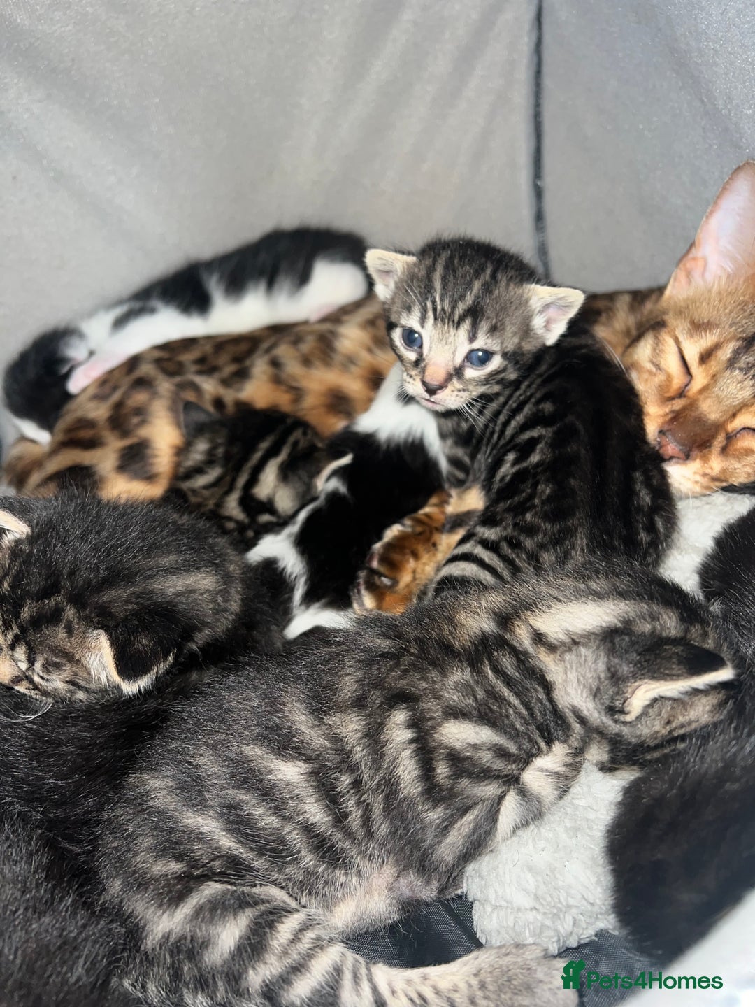 Bengal cats for sale: Beautiful Charcoal Bengal Female Kittens 🐾  - Image 11