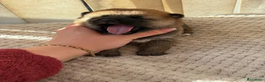 Japanese Shiba Inu 6