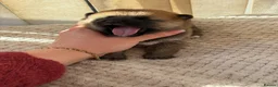 Japanese Shiba Inu dogs for sale: Japanese Shiba Inu Puppies Parents Health Tested - Advert 21