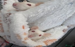 Rat rodents for sale: Baby rats  - Image 8