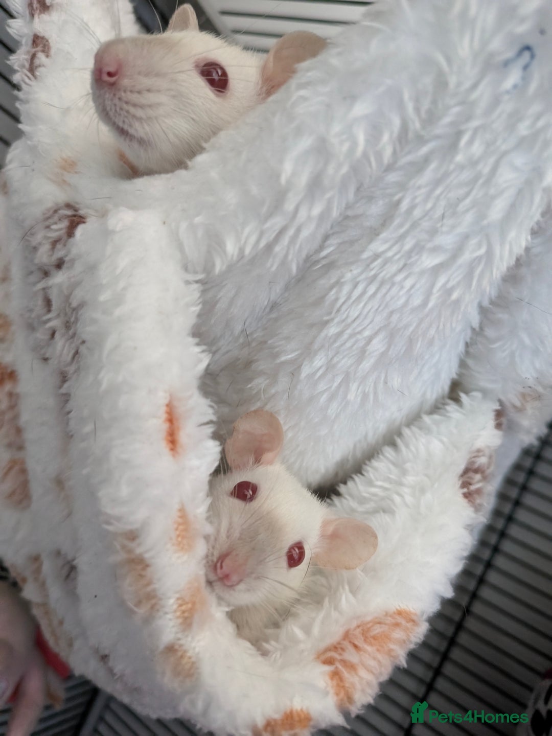 Rat rodents for sale: Baby rats  - Image 8