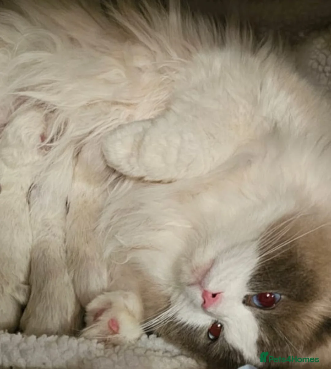 Ragdoll cats for sale: Ragdoll kittens  - Advert 9