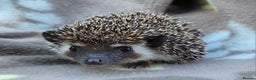 Pygmy Hedgehog rodents for sale: African Pygmy Hedgehog Hoglets  - Advert 1
