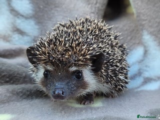 Pygmy Hedgehog rodents African Pygmy Hedgehog Hoglets - Advert 1