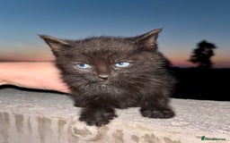Mixed Breed cats for sale: Kittens ready to go - Image 2