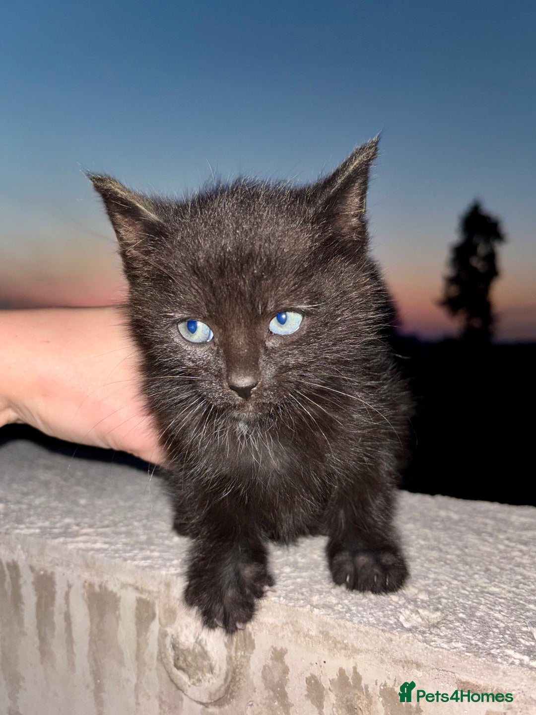 Mixed Breed cats for sale: Kittens ready to go - Image 2