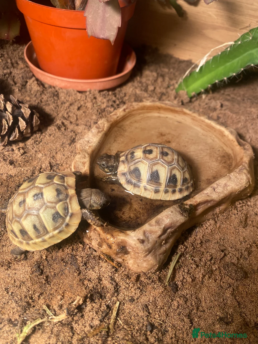 Hermann Tortoise reptiles for sale: Hermannes hatchlings - Advert 1