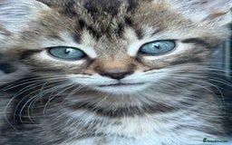 Mixed Breed cats for sale: Friendly kittens ready now ❤️ - Image 2