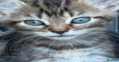 Mixed Breed cats - Advert 13