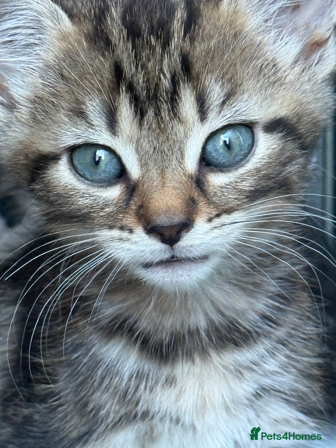 Mixed Breed cats for sale: Friendly kittens ready now ❤️ - Image 2
