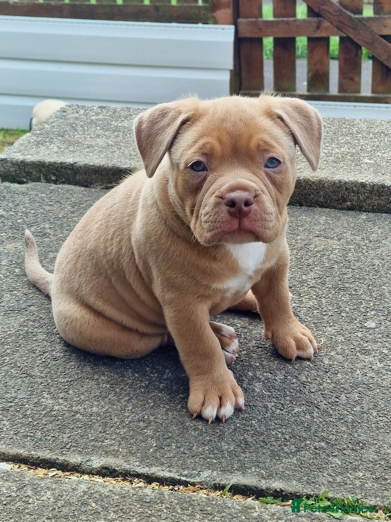 American Bully dogs Pocketbully puppy  - Advert 2